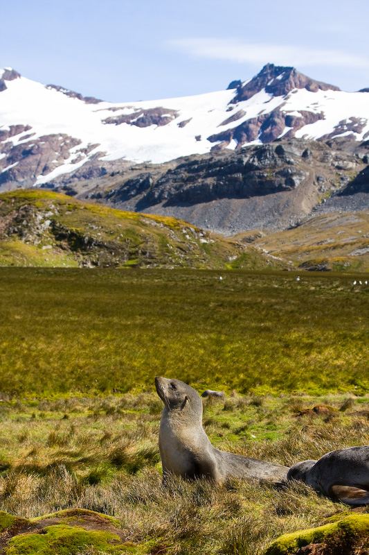 Antarctic Fur Seal